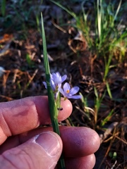Sisyrinchium elizabethiae