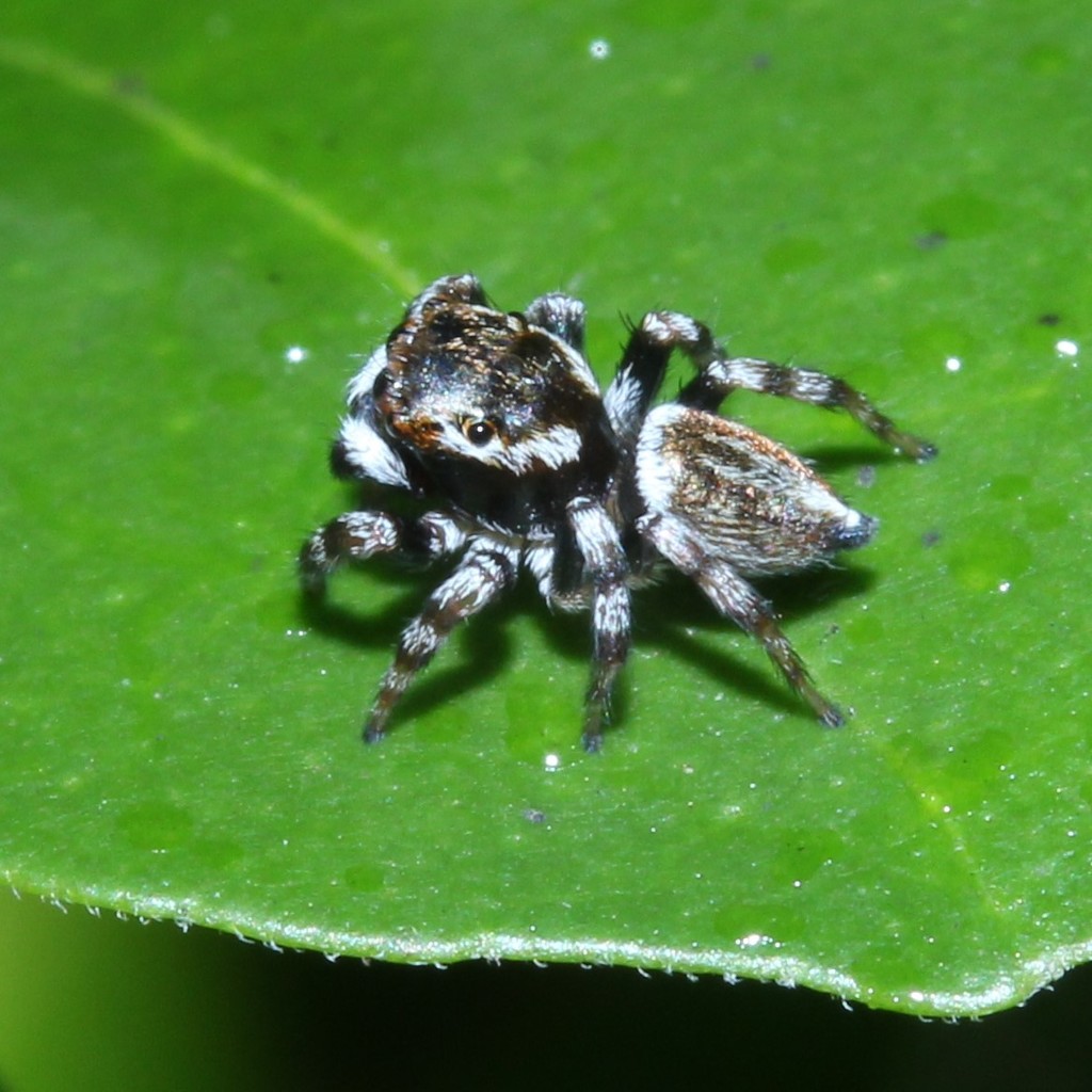 White Garland House Hopper