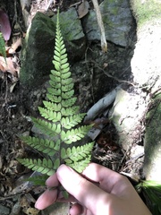 Athyrium otophorum