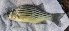 Morone mississippiensis