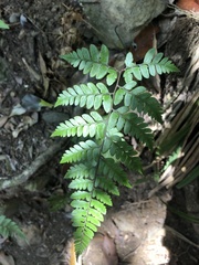 Athyrium otophorum