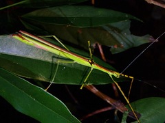 Anarchodes annulipes
