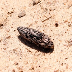 Chalcophora virginiensis