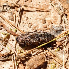 Chalcophora virginiensis