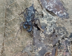 Thelyphonidae