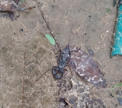 Thelyphonidae