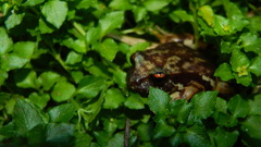 Eupsophus contulmoensis