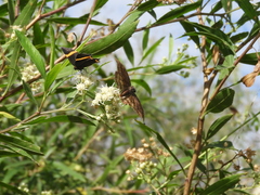 Theagenes dichrous