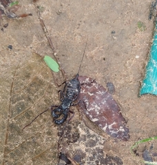 Thelyphonidae