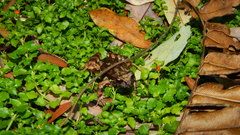 Eupsophus contulmoensis