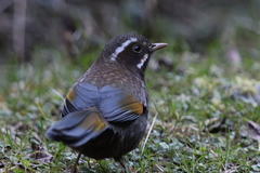 Trochalopteron morrisonianum