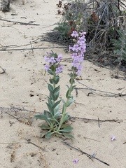 Penstemon buckleyi