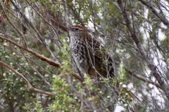Poodytes punctatus punctatus