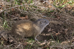 Poliocitellus franklinii