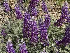 Lupinus albifrons collinus