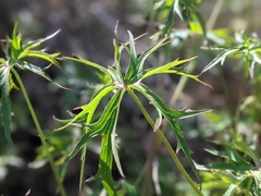 Delphinium cardinale