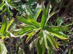 Delphinium cardinale