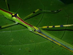 Anarchodes annulipes