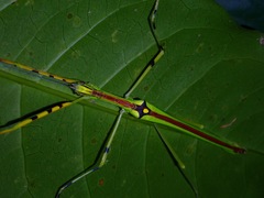 Anarchodes annulipes