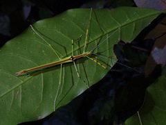 Anarchodes annulipes