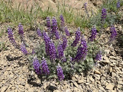 Lupinus albifrons collinus