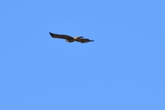Buteo jamaicensis