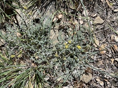 Lomatium observatorium