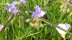 Tradescantia humilis