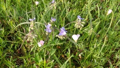 Tradescantia humilis