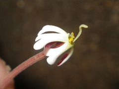 Zaluzianskya elongata