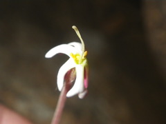 Zaluzianskya elongata