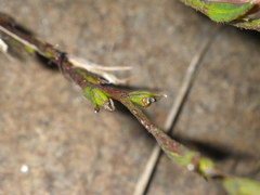 Zaluzianskya elongata