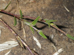 Zaluzianskya elongata