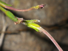 Zaluzianskya elongata