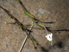 Zaluzianskya elongata