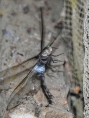 Gynacantha membranalis