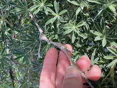 Neolasioptera lupini