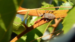 Leptoglossus chilensis