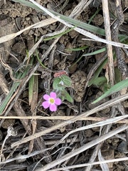 Microsteris gracilis