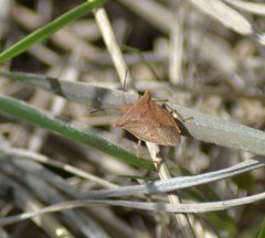 Euschistus ictericus