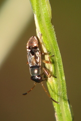Pseudopachybrachius guttus