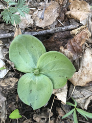 Trillium sessile