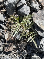 Lomatium californicum