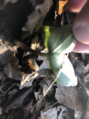 Trillium sessile