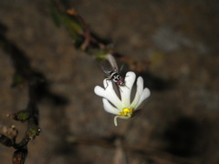 Zaluzianskya elongata