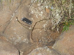 Zaluzianskya elongata