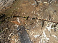 Zaluzianskya elongata