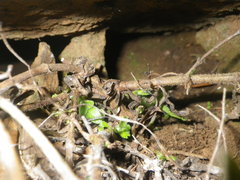 Zaluzianskya elongata