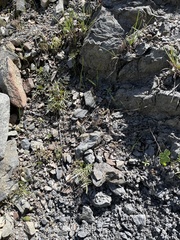 Lomatium californicum