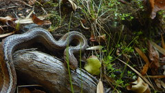 Galvarinus chilensis